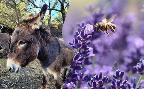 Jérôme Modesti - Elections municipales Peynier 2026 - préserver notre patrimoine et protéger la nature - Introduction des ânes de Provence et adhésion au label APIcité