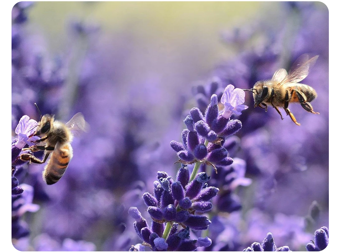 Préservation des abeilles à Peynier