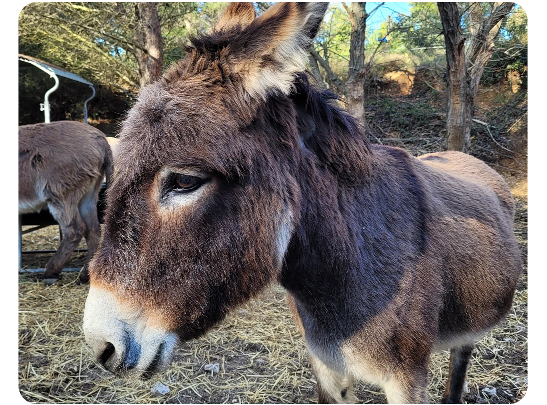 Introduction des ânes de Provence à Peynier